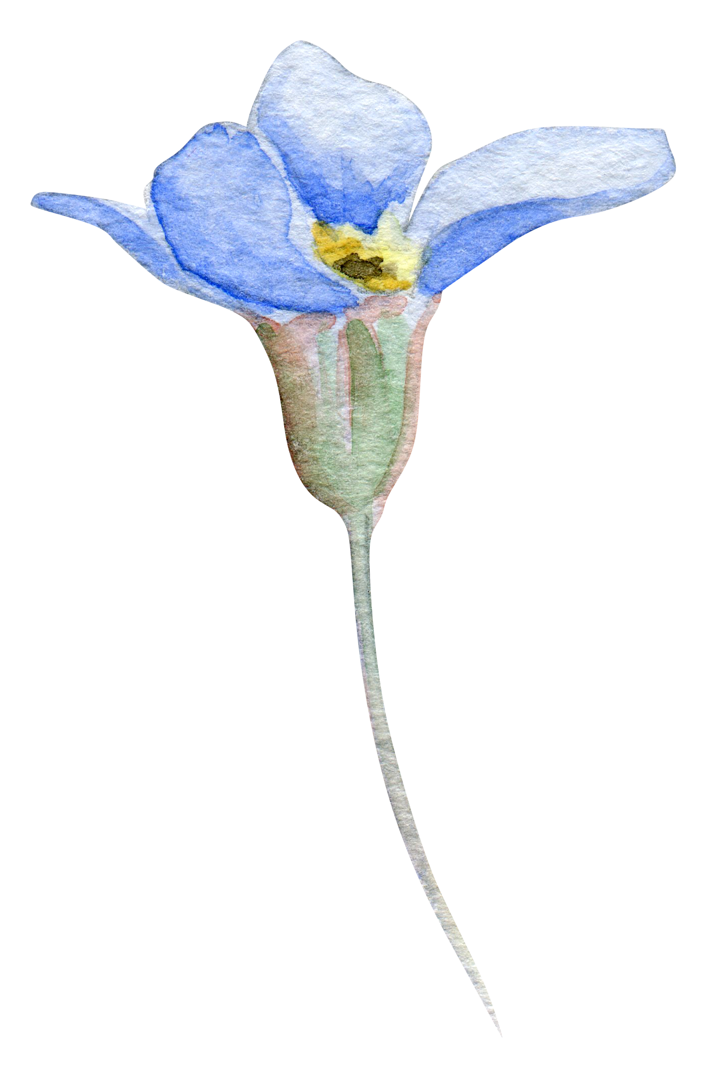 blue-flower