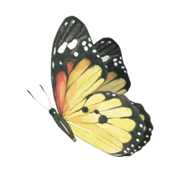 buttefly