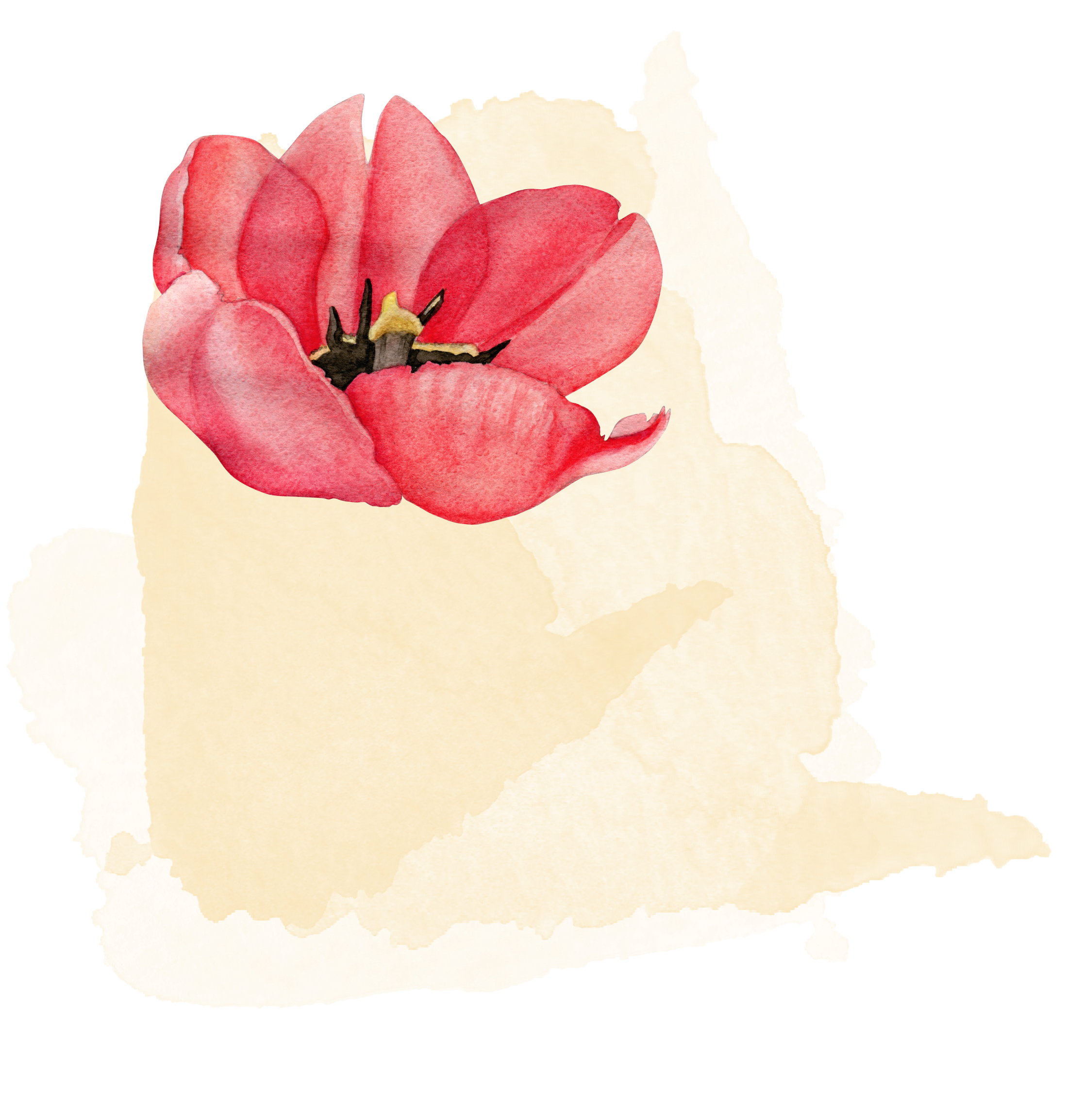 brush-flower