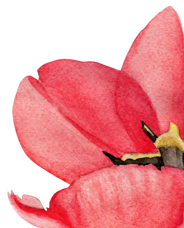 tulip-left-story