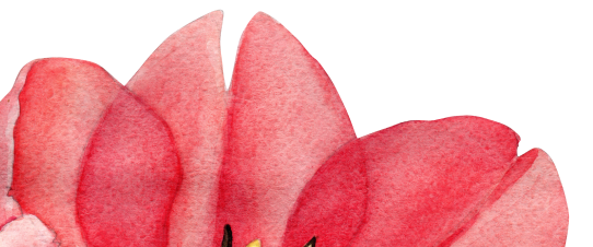 tulip-left