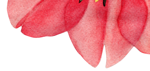 tulip-right