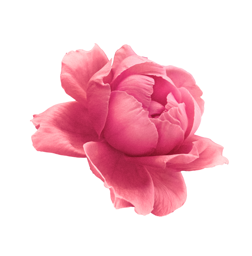 rose-story