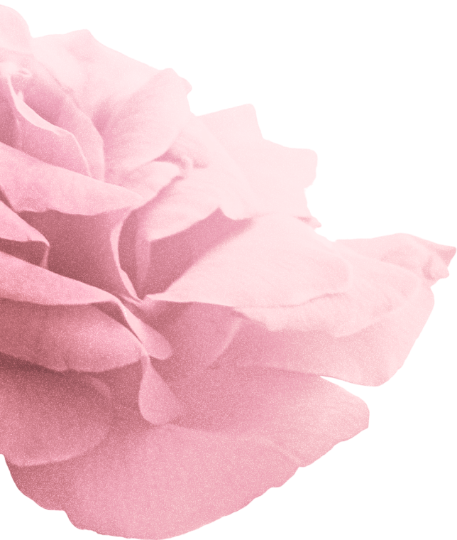rose-stream