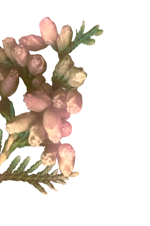 rose-gallery