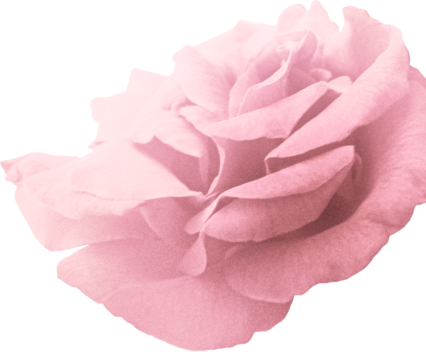 rose-thank