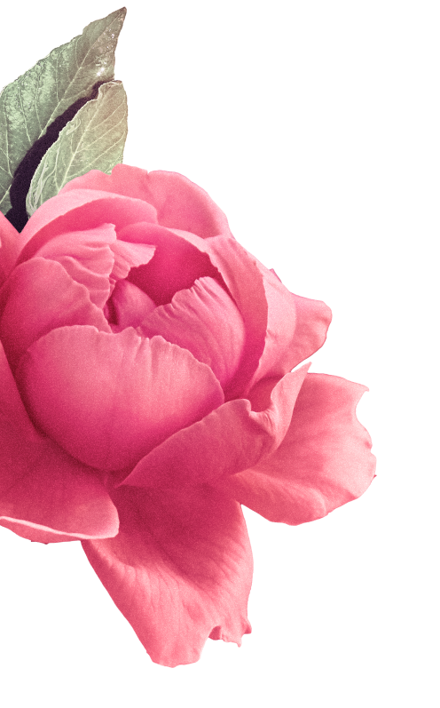 rose-left