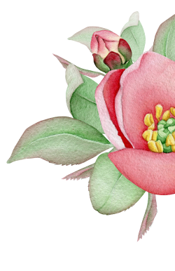 rose-12