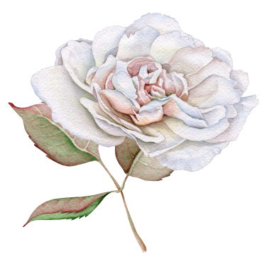 rose-1